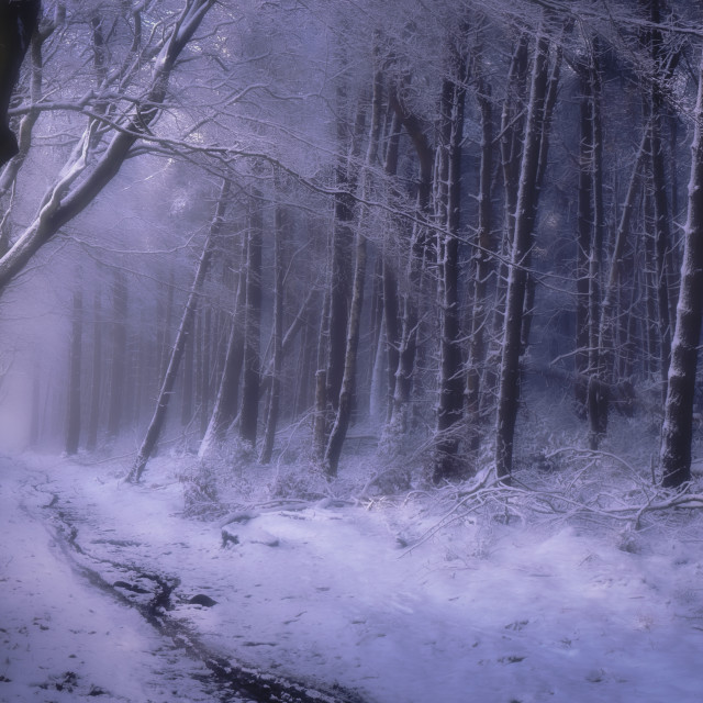 "Winter Pathway" by Andrew Gray Photography - £30.00 "Winter Pathway" stock image