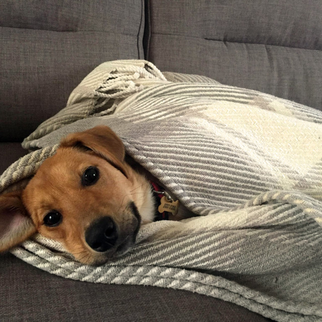 "Dog In Blanket" stock image