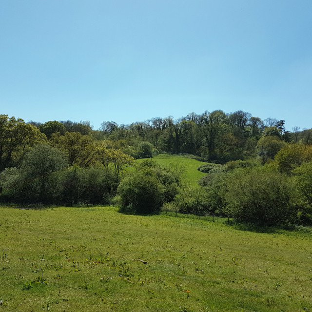 "Tree Line" stock image