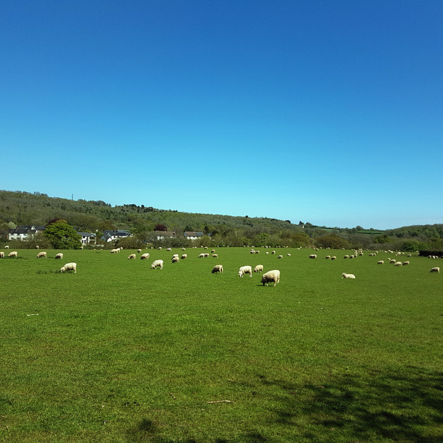 "Sheepish" stock image