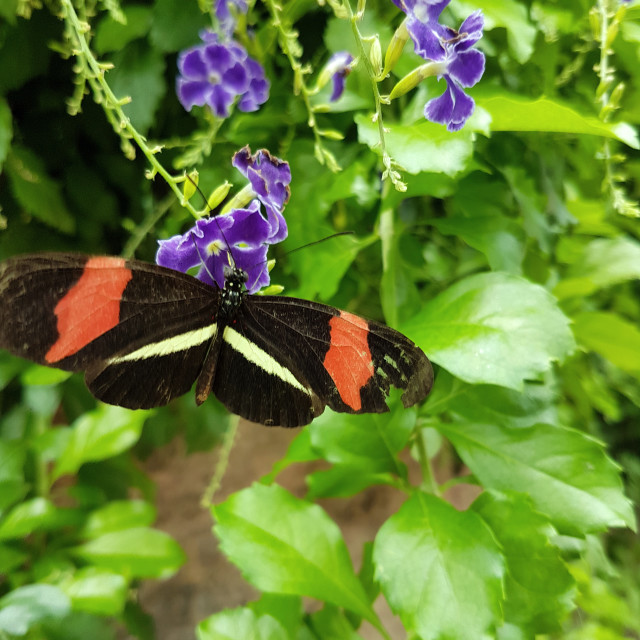 "Butterfly Conservatory" stock image