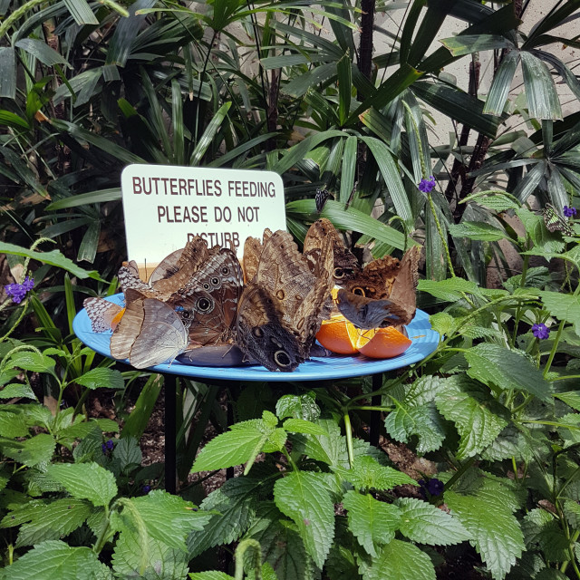 "Butterfly Conservatory" stock image