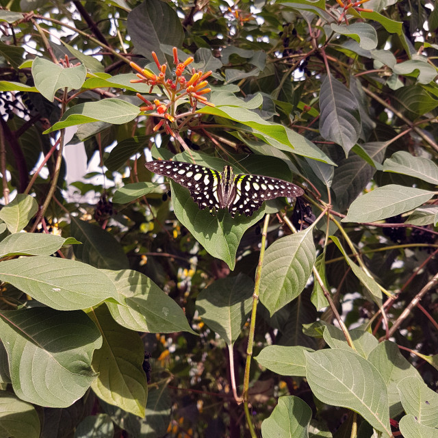 "Butterfly Conservatory" stock image