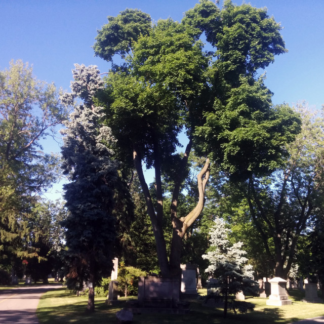 "Mount Pleasant Cemetery" stock image