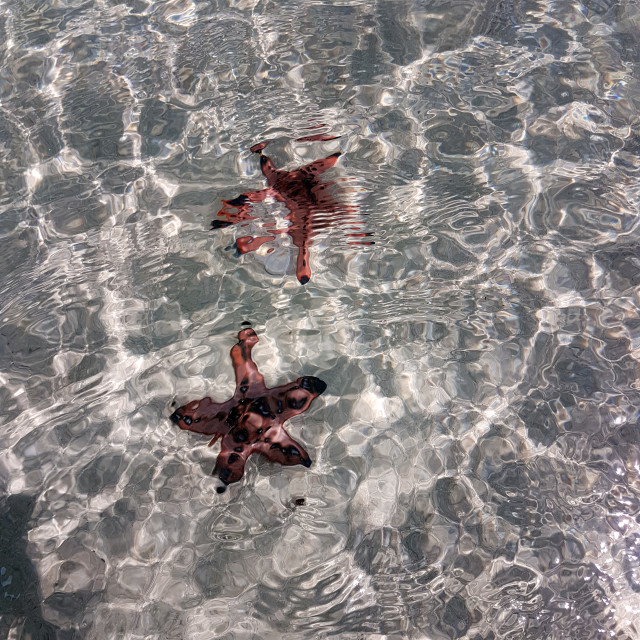 "Starfish Island" stock image