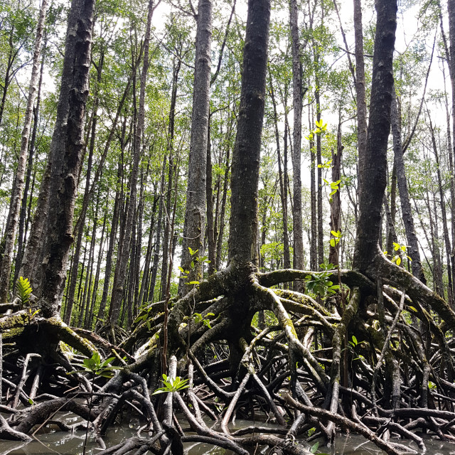 "Mangrove Forest" stock image