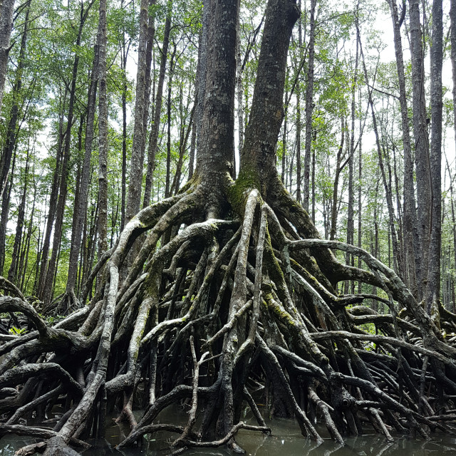 "Mangrove Forest" stock image