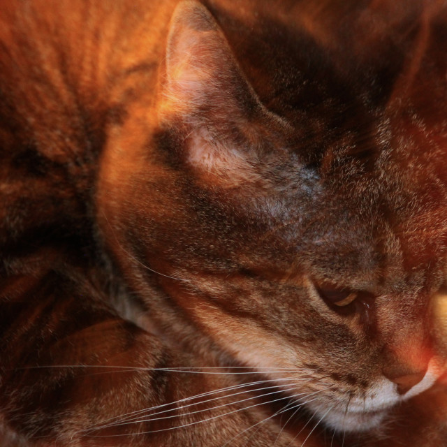 "Long kitty exposure" by Zachary I Peabody - £10.00 "Long kitty exposure" stock image