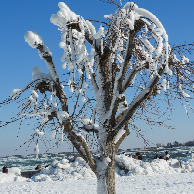 "Snow on the tree" stock image