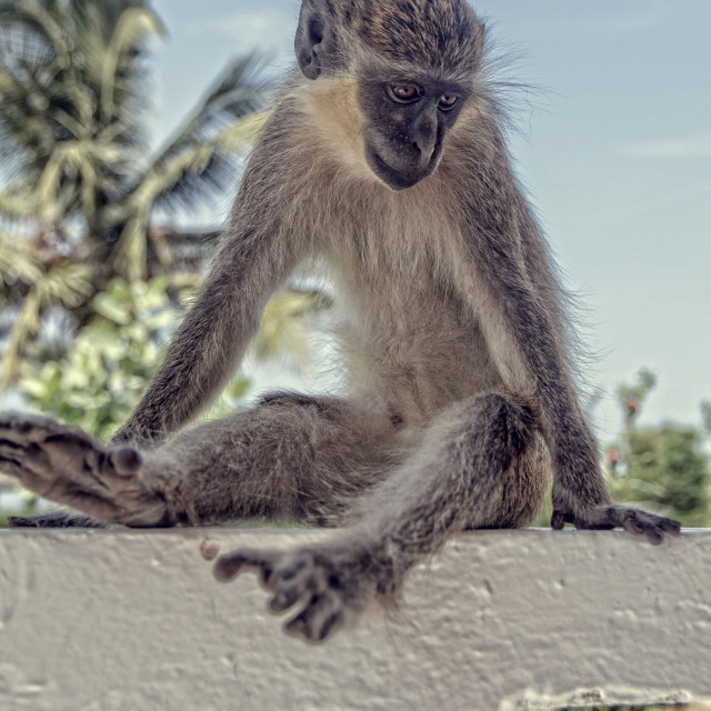 "Monkey on the veranda" stock image