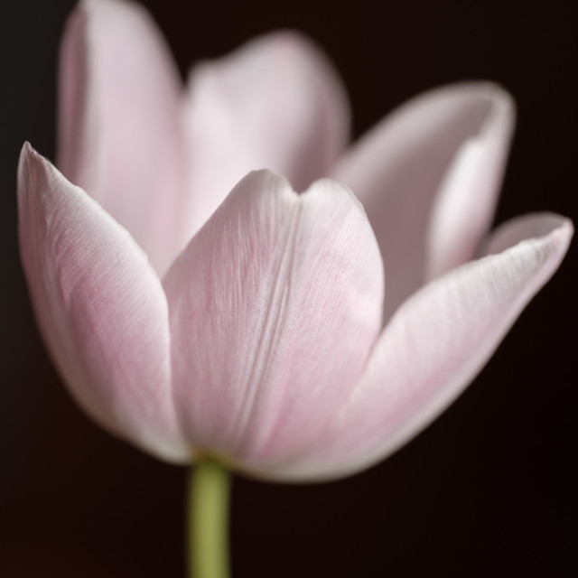 "Lilac Tulip" stock image