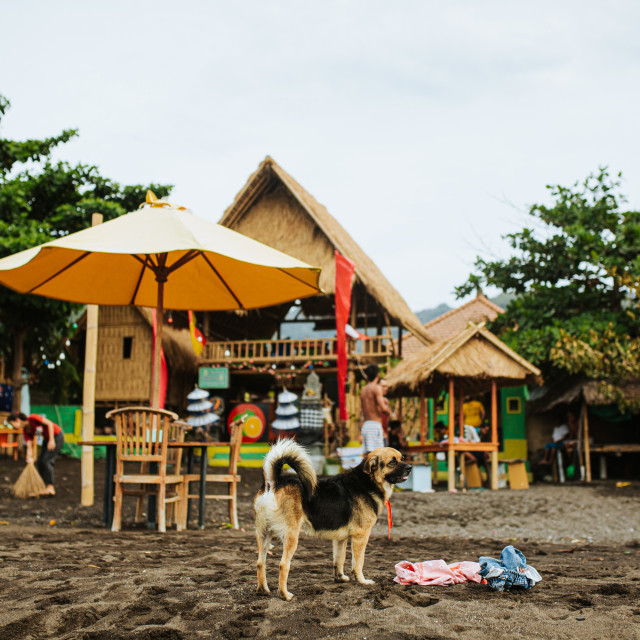 "Dog in Bali" stock image