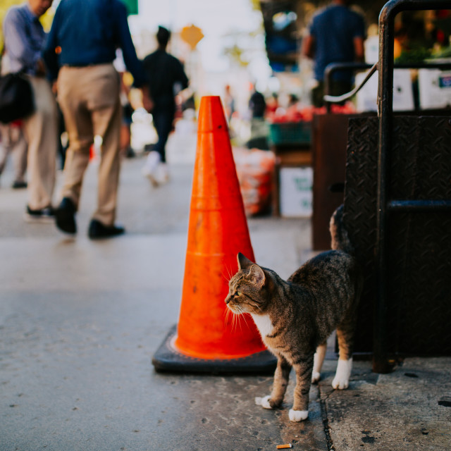 "Cat in New York" stock image