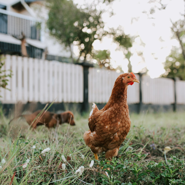 "Chicken and the dog" stock image