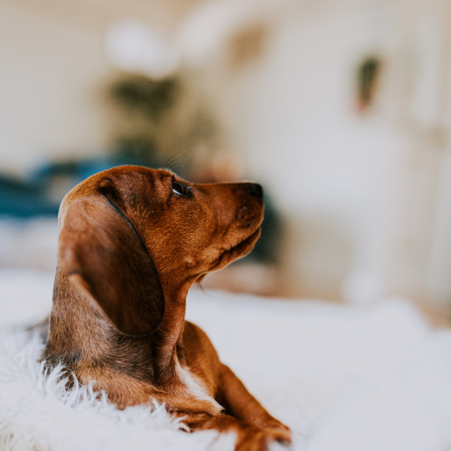 "Sausage Dog" stock image