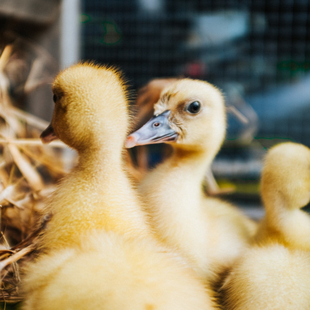 "Ducks in a cage" stock image