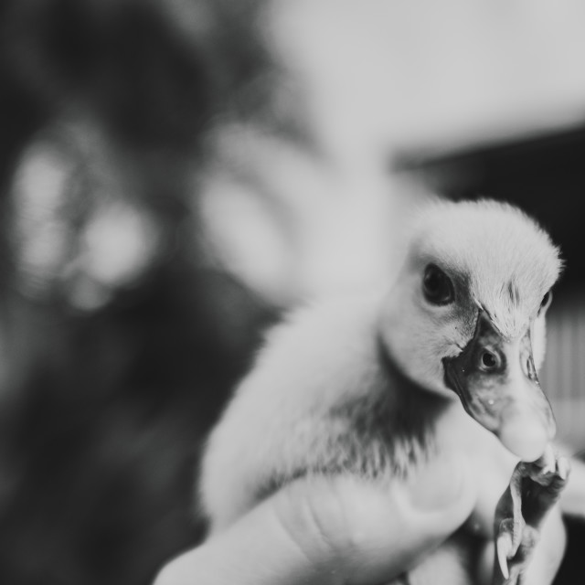 "Holding a duck" stock image