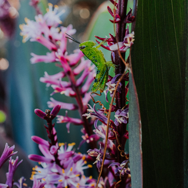 "Grashopper" stock image