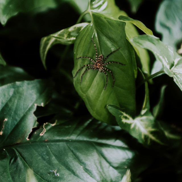 "Spider" stock image