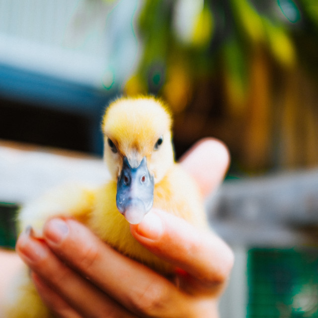 "Holding a duck" stock image