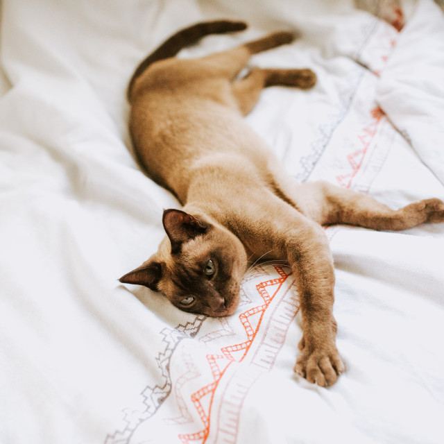 "Cat in bed" stock image