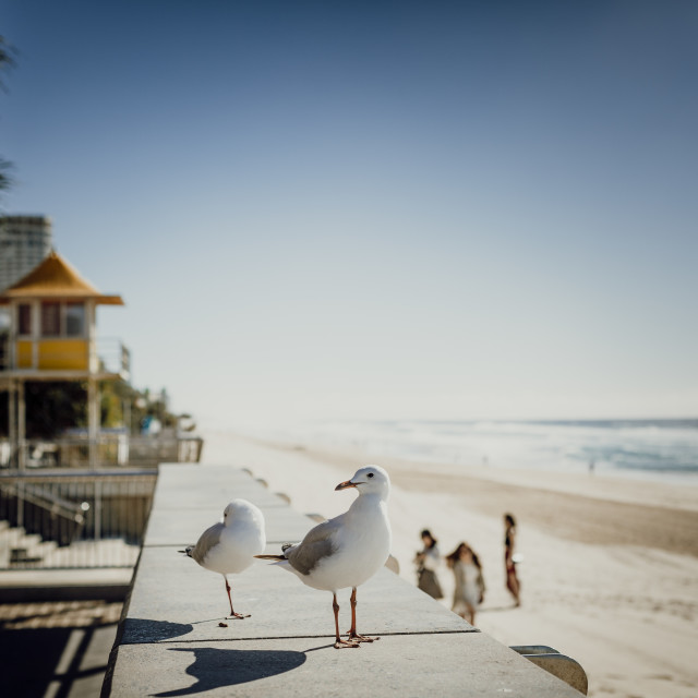 "Seagulls at the Gold Coast" stock image