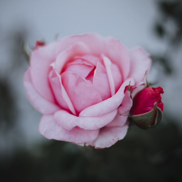 "Pink Rose" stock image