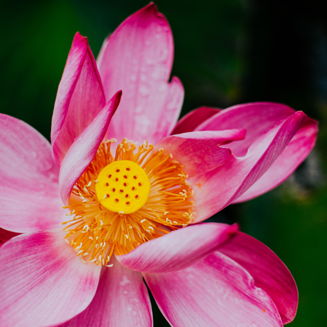 "Pink Flower" stock image