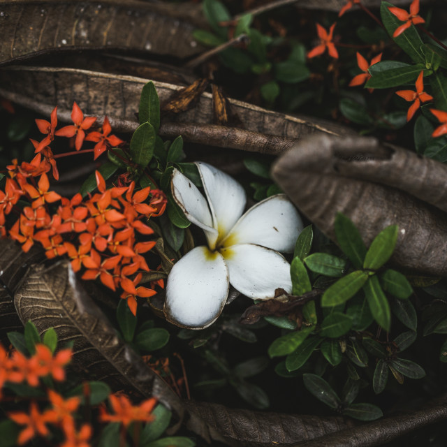 "Flower in the Garden" stock image