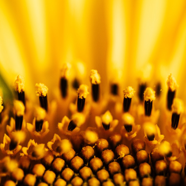 "Sunflower" stock image