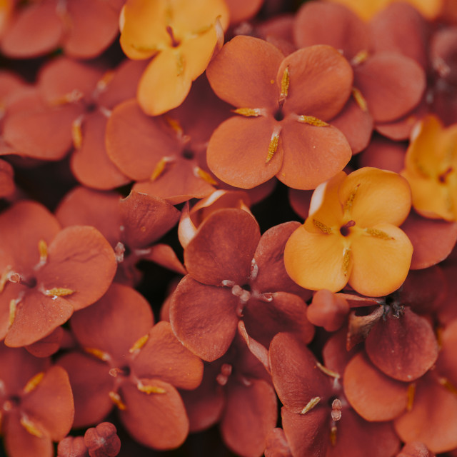 "Red Flowers" stock image