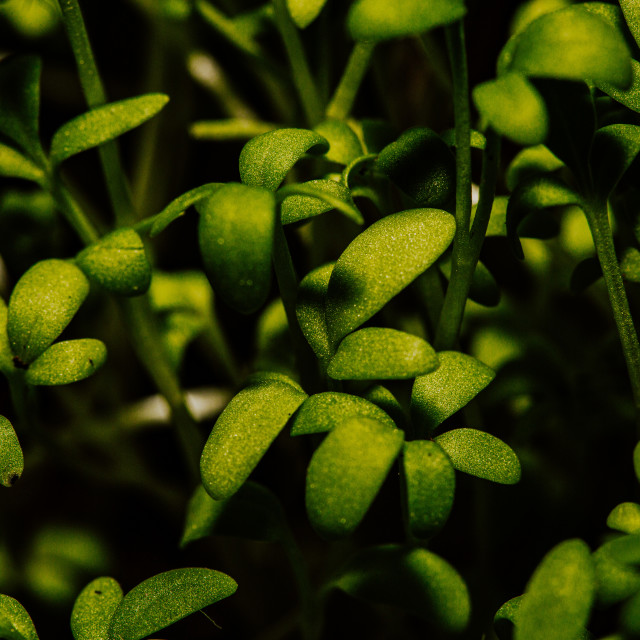 "Green Gras" stock image