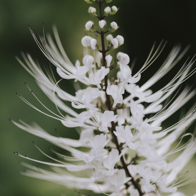 "White Flower" stock image