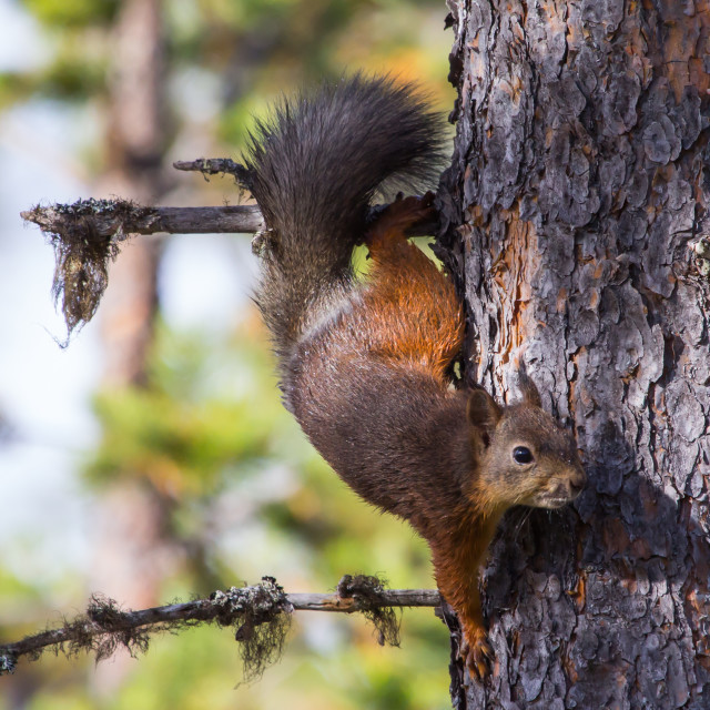 "Red squirrel in the forest" stock image