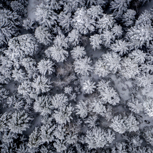 "Snowed Trees" by Dimitris Tzankatian - $50.80 "Snowed Trees" stock image