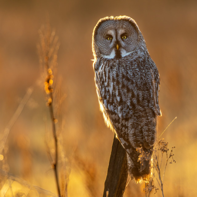 "Backlighted" stock image