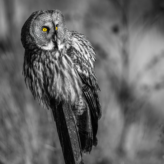 "Landing" by Harald Ebeltoft - $36.74 "Landing" stock image