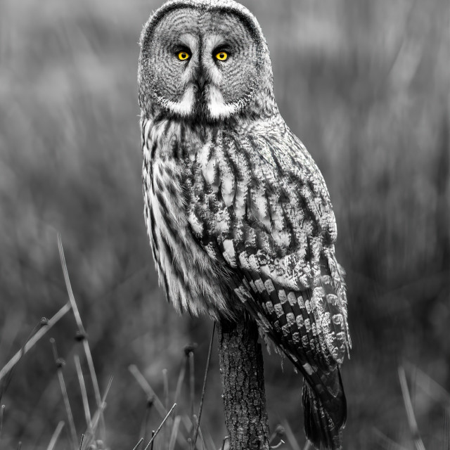 "The gaze" by Harald Ebeltoft - $36.74 "The gaze" stock image