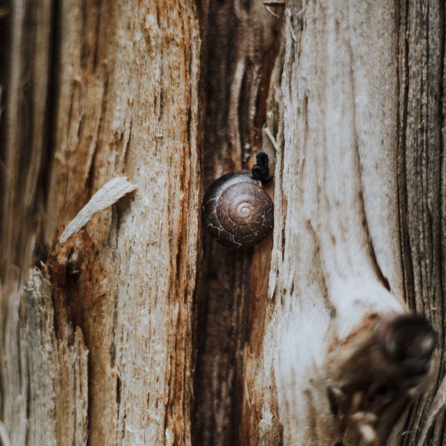 "Snail" stock image