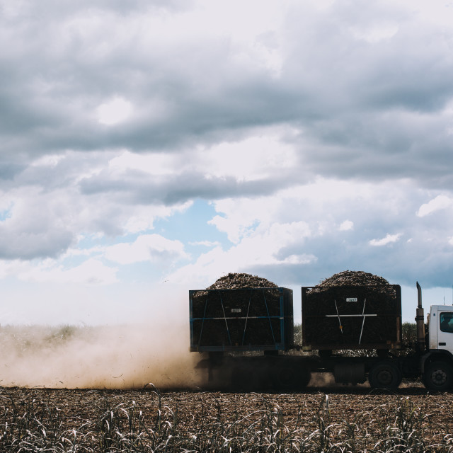 "Truck Sugar cane" stock image