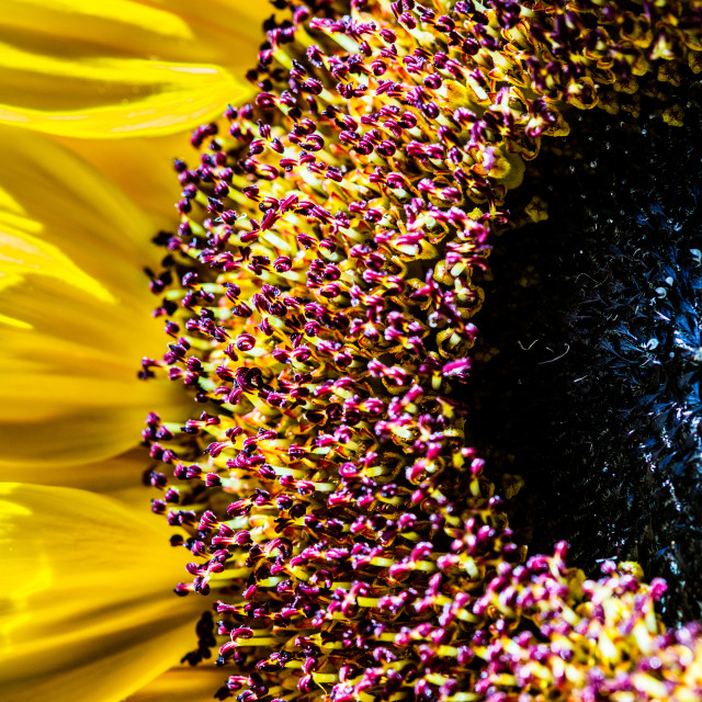 "Sunflower" stock image