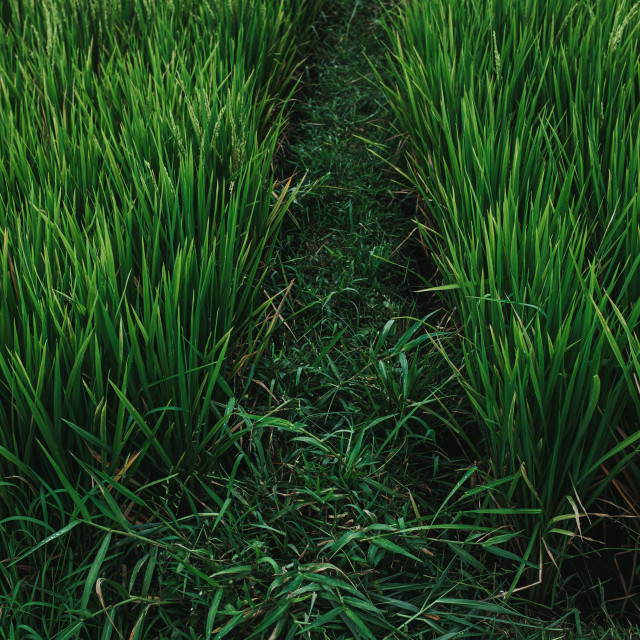 "Gras Field" stock image