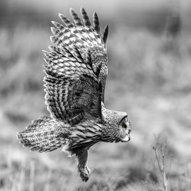 "Flying" by Harald Ebeltoft - $36.74 "Flying" stock image