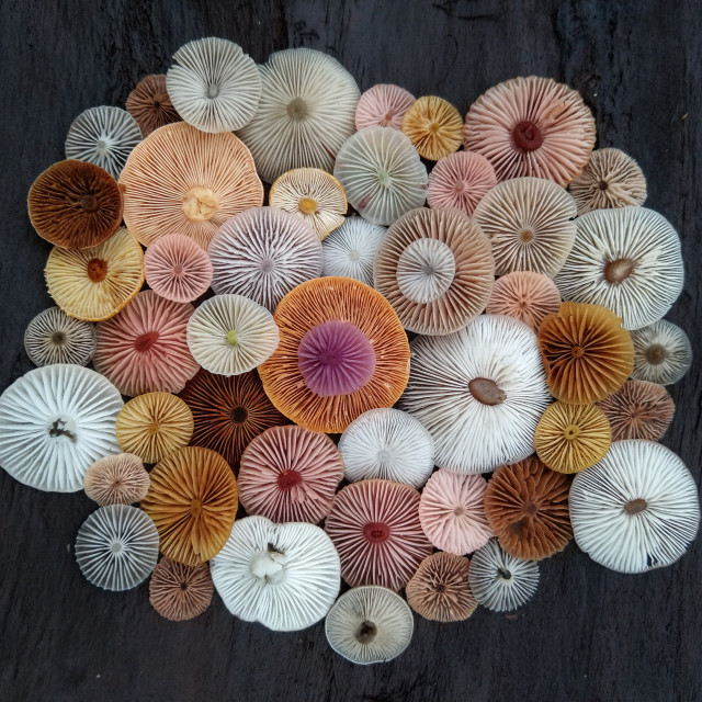 "Tiny colorful meadow mushrooms on tree bark" stock image