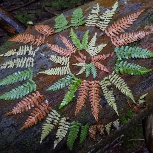 "Spiral from fern leaves on log in the forest" stock image