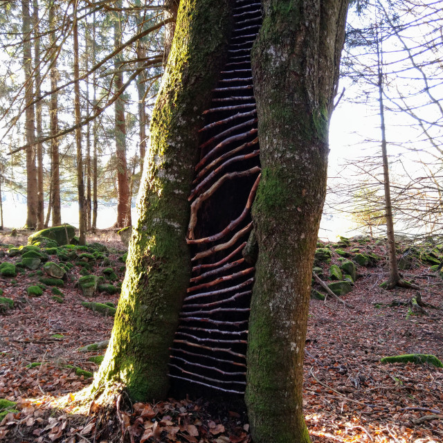 "Branches in a hole in a tree" stock image