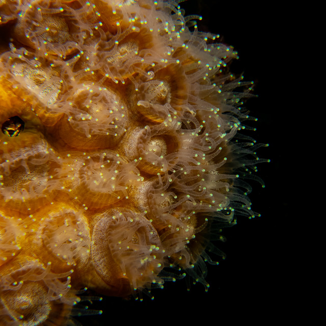 "Coral polyps feeding at night in the Red Sea" stock image