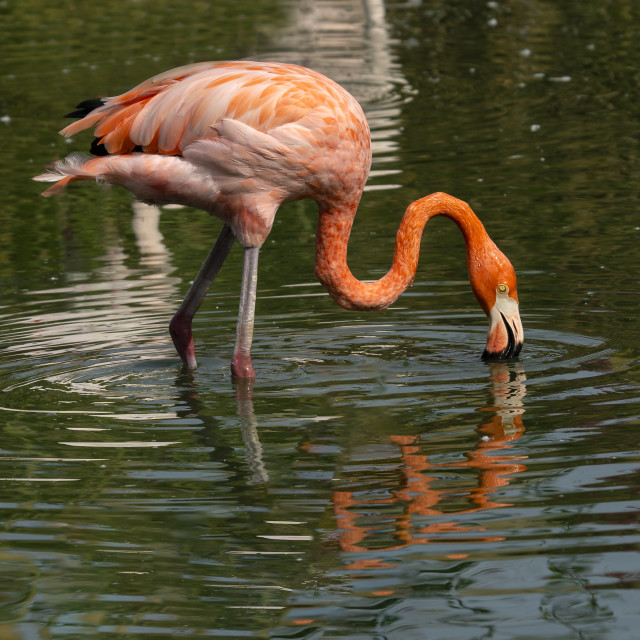 "American flamingo (Phoenicopterus ruber)" stock image