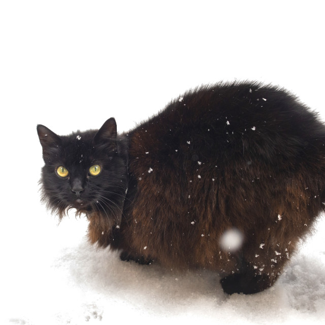 "Norwegian Forest Cat in the snow" by Bobb Strongman - £20.00 "Norwegian Forest Cat in the snow" stock image