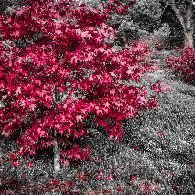 "Red Maple" stock image